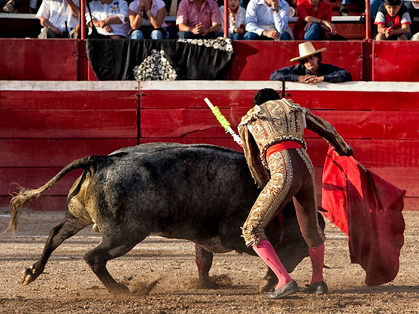 El novillo se colaba
