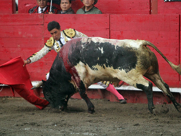 Meti�ndolo en la muleta