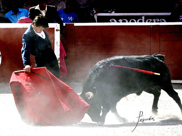 Tirando del ejemplar