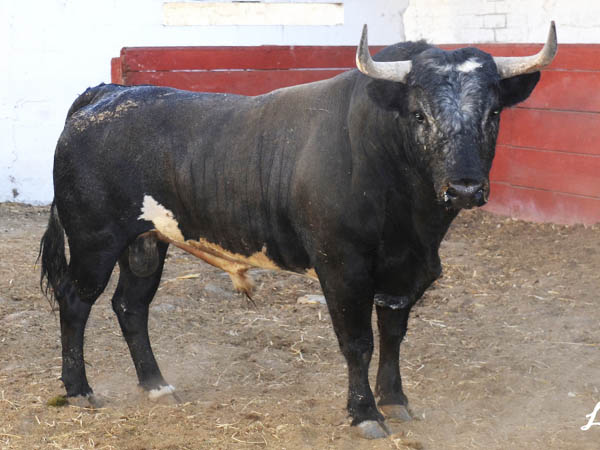 No. 145 (San Jos�)