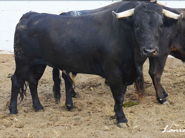 No. 143 (San Jos�)