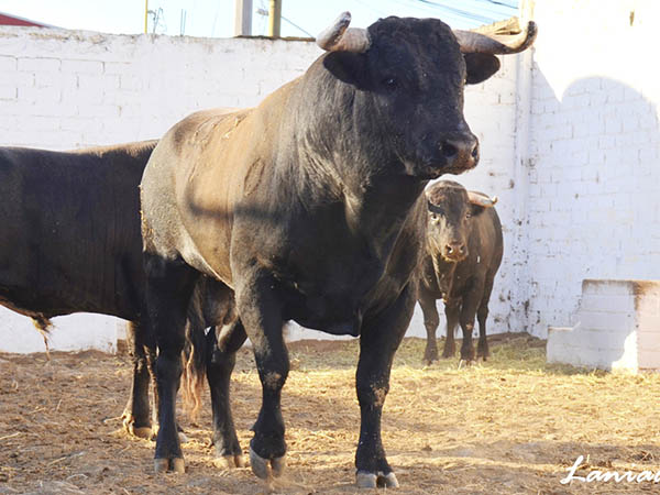 No. 43 (La Estancia) Rejones