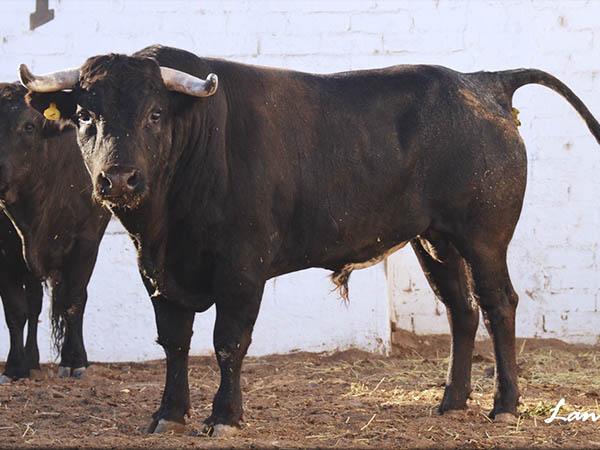 No. 11 (La Estancia) Rejones