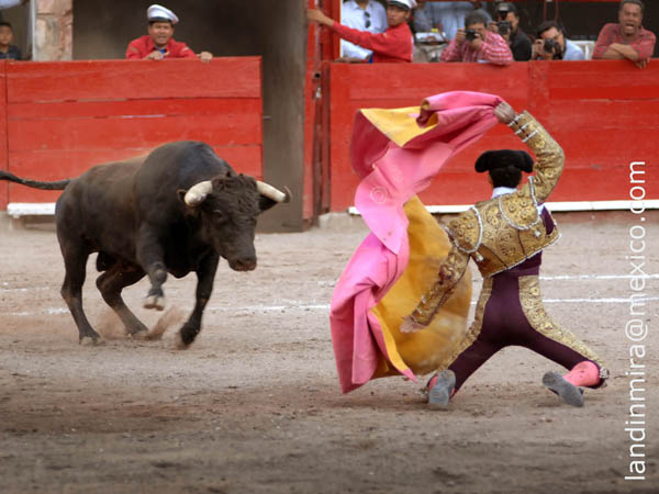 Cerezos y el de regalo
