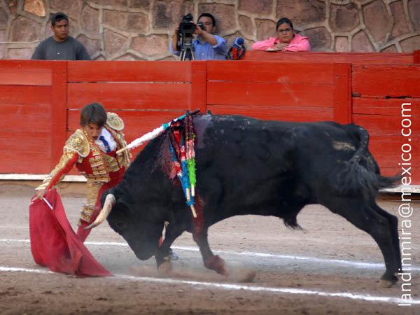 Doblando al ejemplar