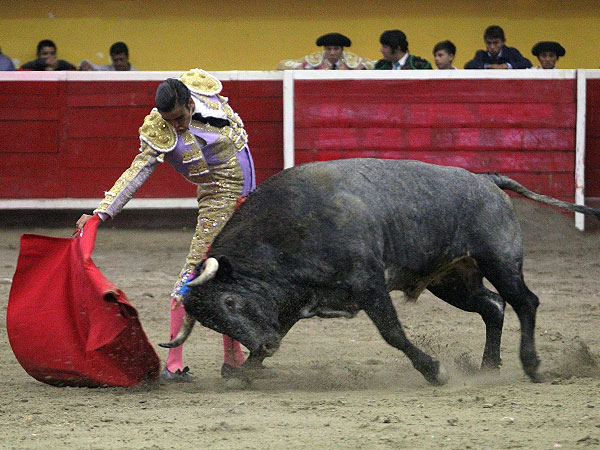 Un toro importante