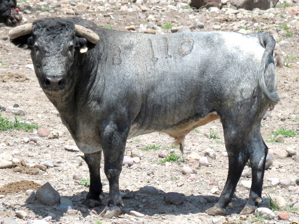 No. 116, c�rdeno claro