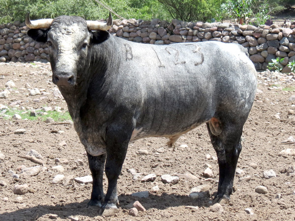 No. 123, c�rdeno claro