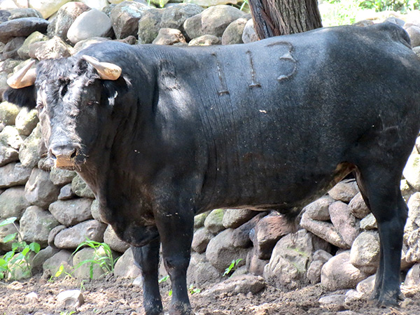 No. 113, negro entrepelado