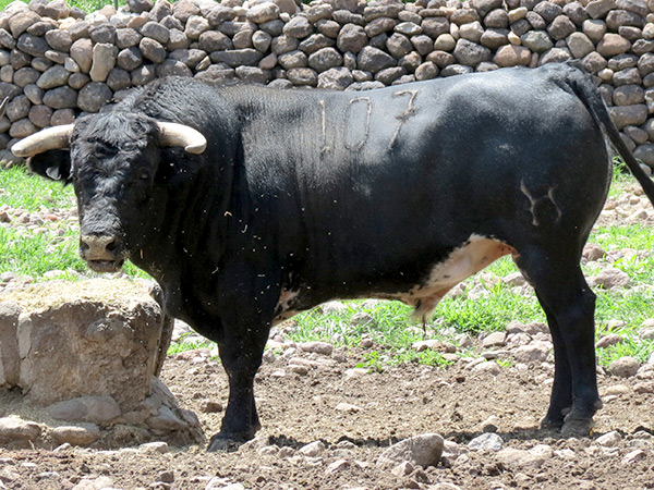 No. 197, negro bragado