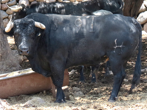 No. 91, negro bragado