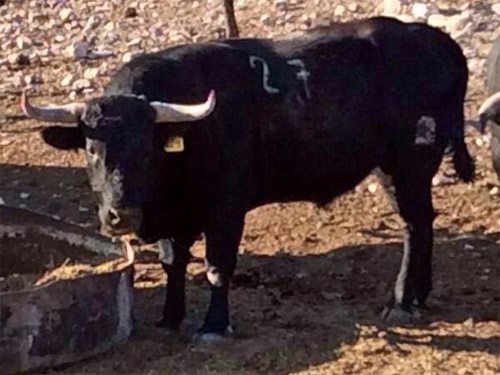 No. 27 (Arturo Gilio)