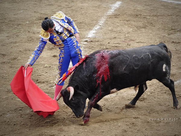 Tirando del ejemplar