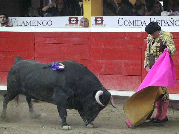 Acariciando la embestida