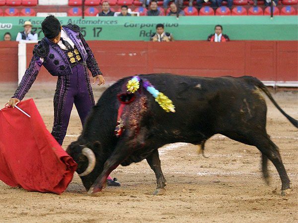 El novillo de Torre�n de Ca�as