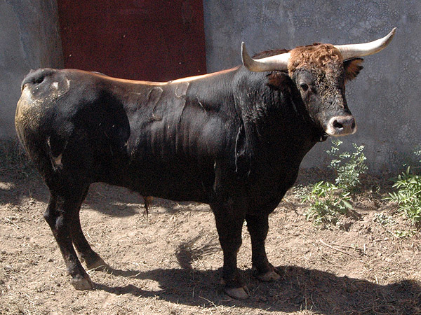Uno de sus novillos