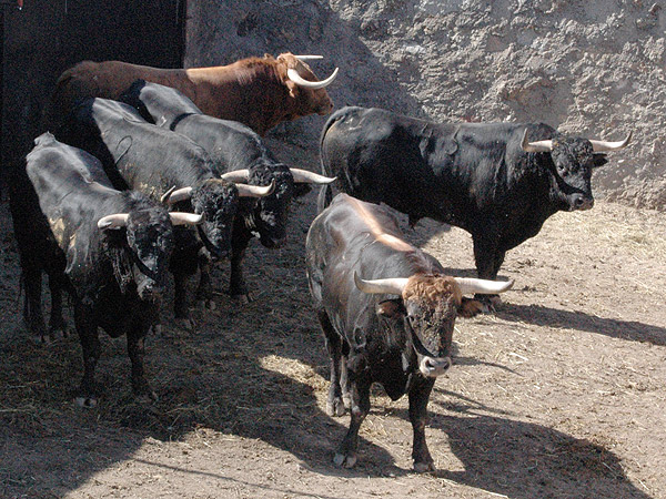 El encierro completo