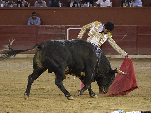 Faena importante a otro toro bueno