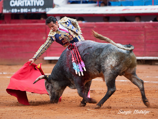 Novillo de alta nota