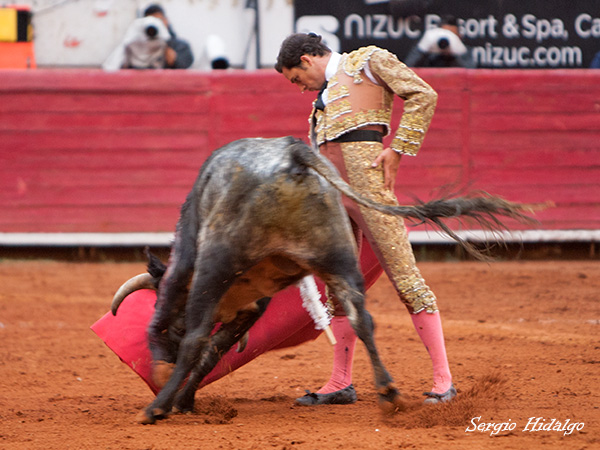 Buen novillo el de regalo