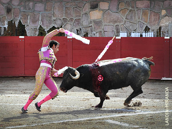 Viol�n en la cara del c�rdeno