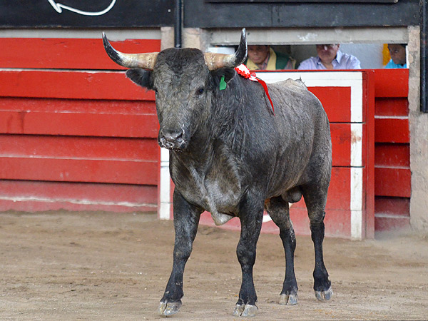 Esto se lidia en Arroyo... catadura