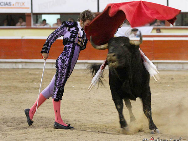 Dur� poco el astado