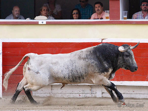 Bella l�mina del capirote