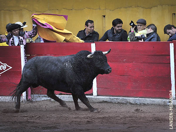 Frente al burladero de Pelayo