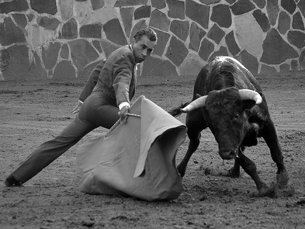 En la prueba para semental