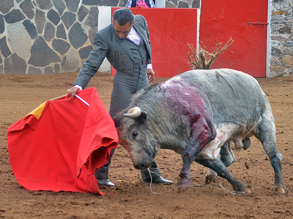 Forzando a este bello toro