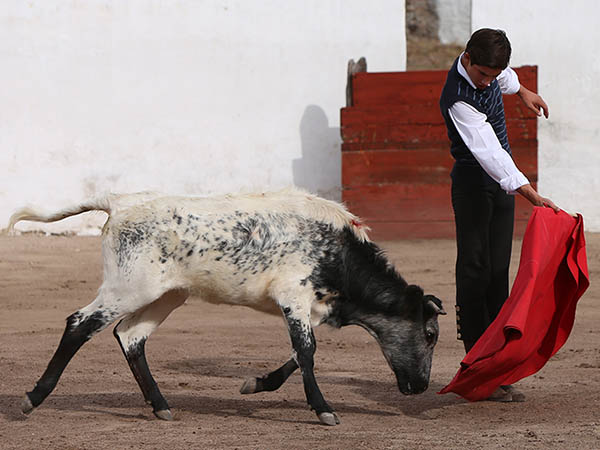 Llev�ndola toreada
