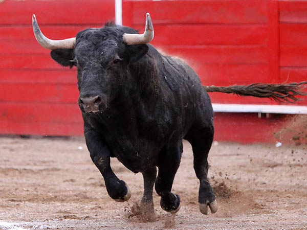 La catadura del cuarto