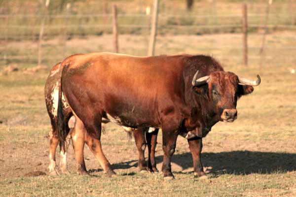 No. 94, colorado, con 500 kg.