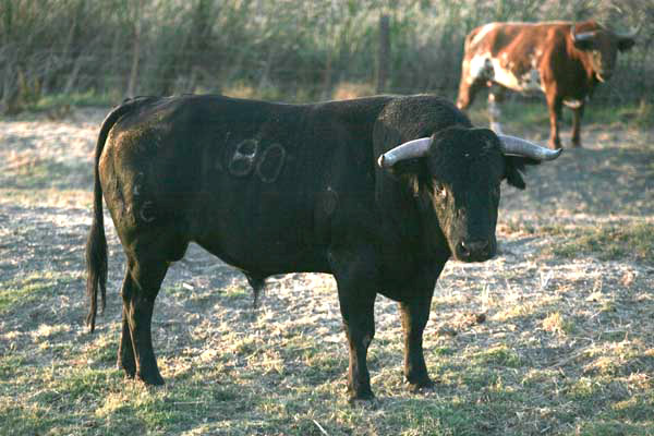 No. 180, negro, con 510 kg.