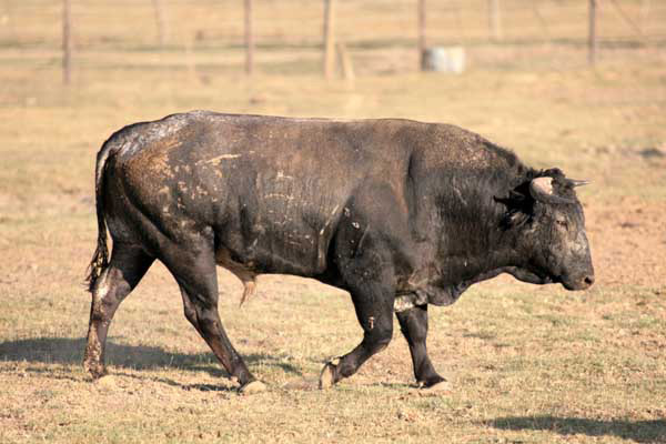 No. 170, c�rdeno claro, con 495 kg.