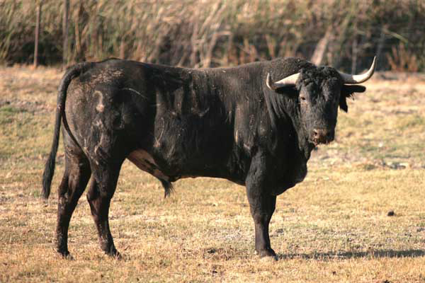 No. 171, entrepelado, con 480 kg.