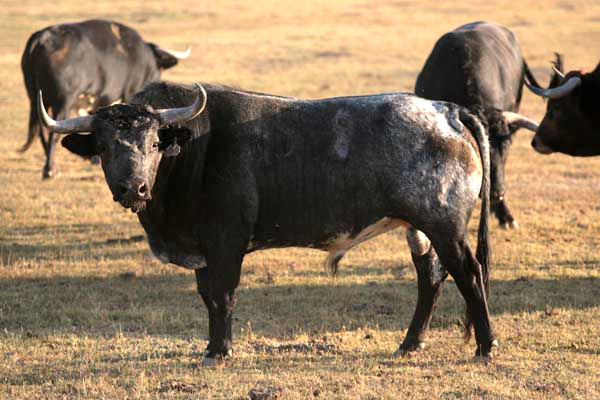 No. 58, c�rdeno oscuro, con 470 kg.
