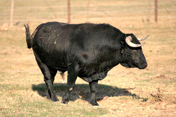 No. 21, negro bragado, con 480 kg.