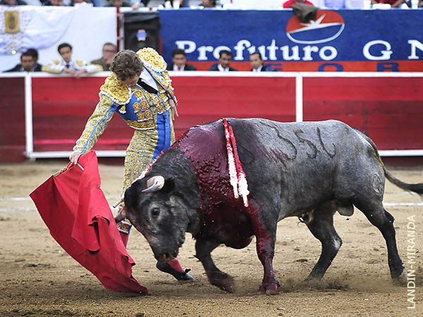 Entregado a la muleta