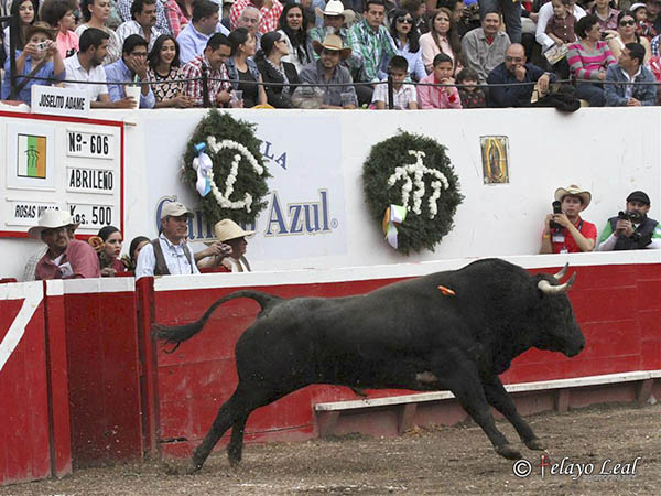 Salta a la arena el de negro
