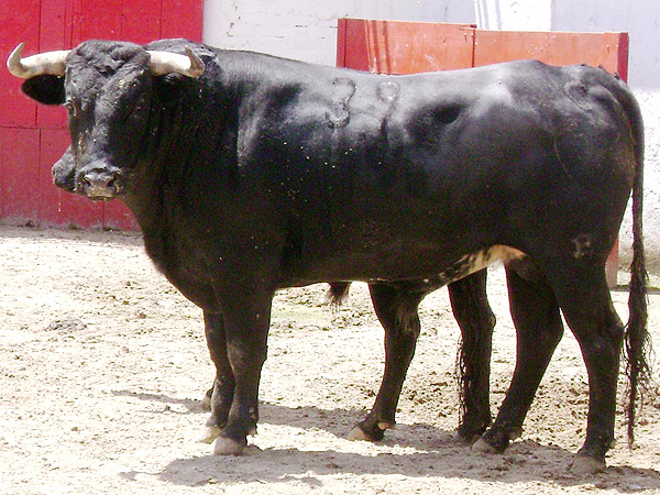 No. 39, negro, con 490 kg.