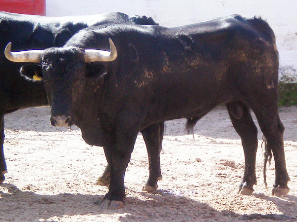 No. 8, negro zaino, 415 kg.