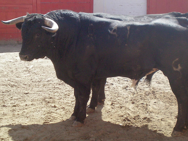 No. 41, negro meano, 500 kg.