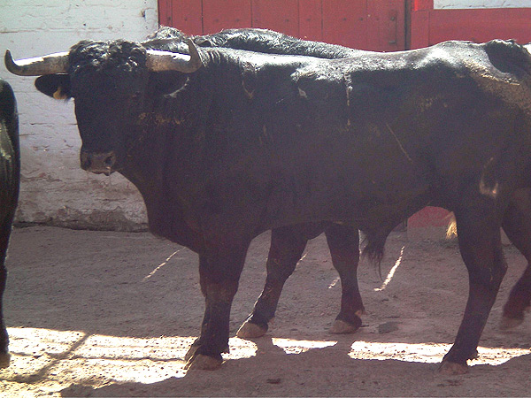 No. 51, negro, 495 kg.