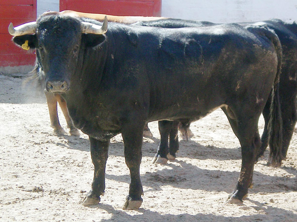 No. 60, negro entrepelado, 440 kg.