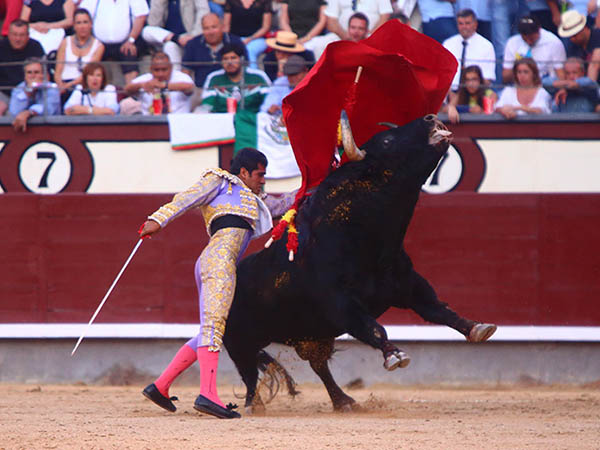 Aprovech� la transmisi�n del toro