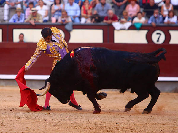 Torero que no se arredra