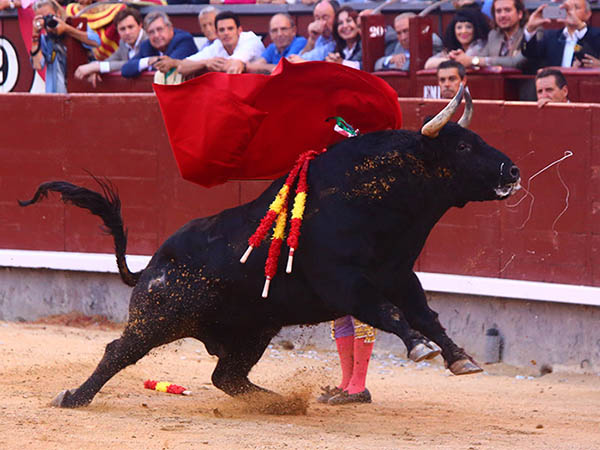 Lidia en plan ascendente