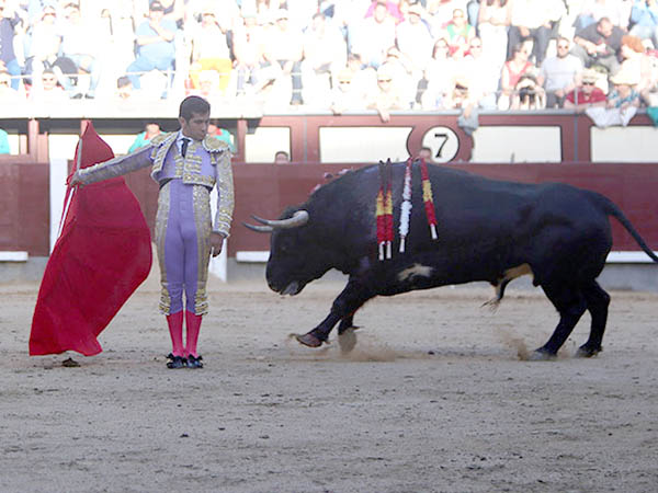 VIbrante en la muleta